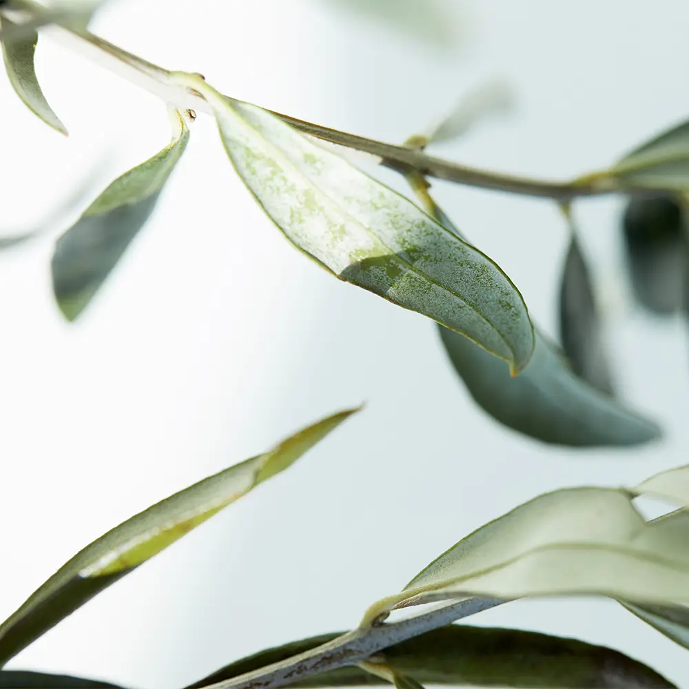 Zeytinyağı (Olea Europaea Fruit Oil)